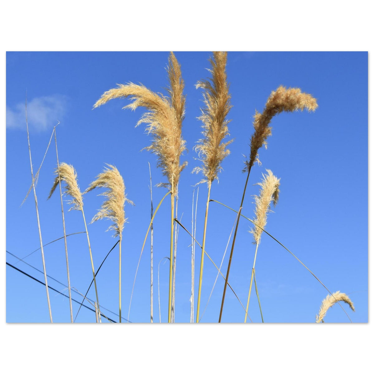 1bf936d1-10ea-404c-a162-0398a2bcef89