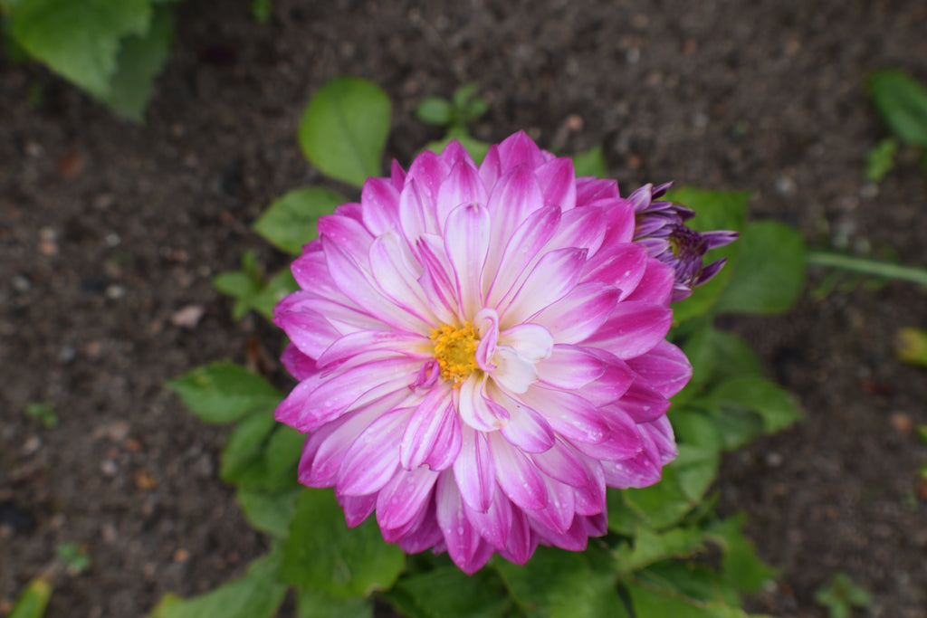 A Year in Flowers 2027 | A4 Wall Calendar