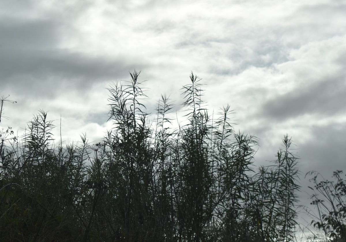 Whispers Through the Reeds | Fine Art Photography Print
