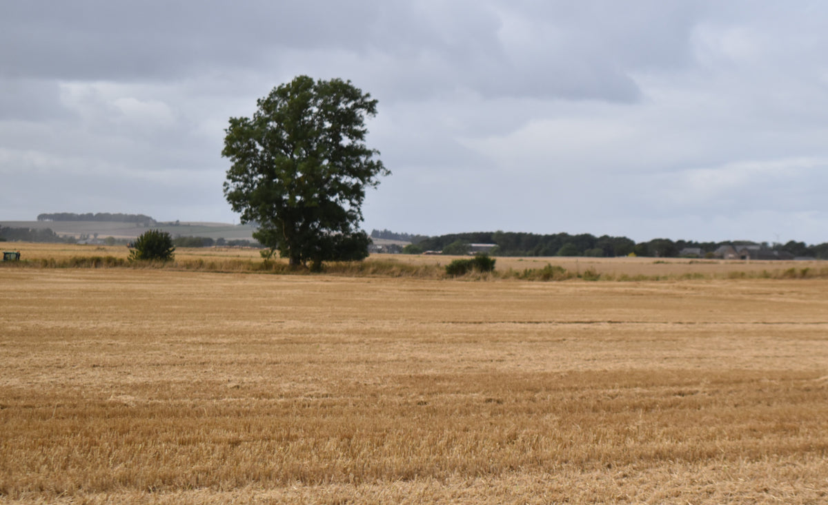 Solitary Sentinel in the Harvest Field | Fine Art Photography Print