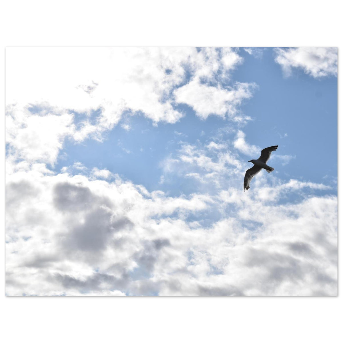 b444726d-85d8-4d50-99cc-059eb0e50648
